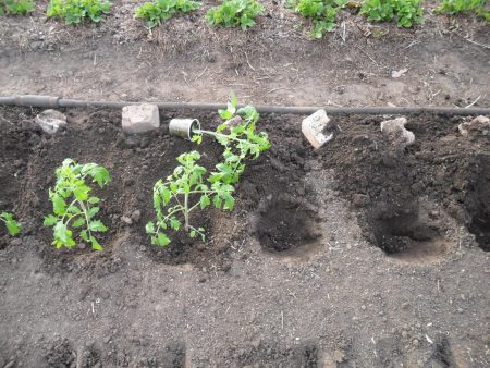 Planter des tomates