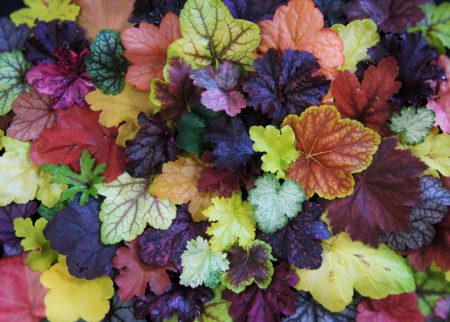 varietà di heuchera