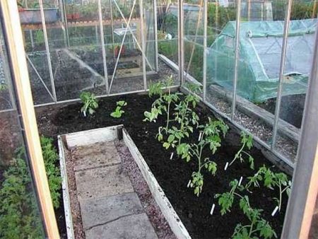 Piantare pomodori in una serra
