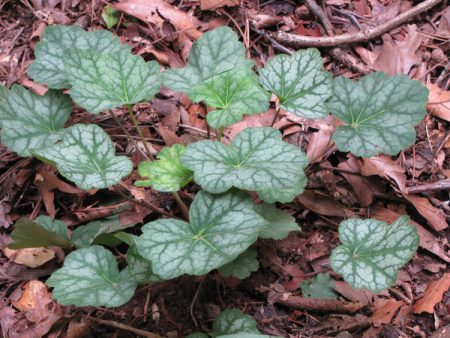 cespuglio di heuchera