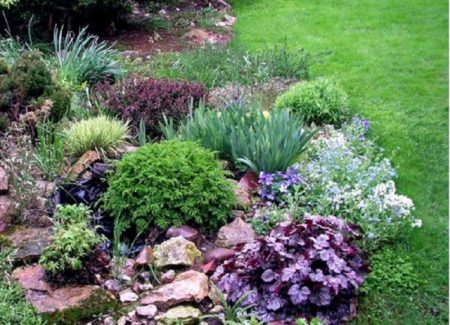 aiuola con heuchera