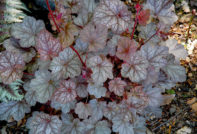 Purpurglöckchen im Blumenbeet