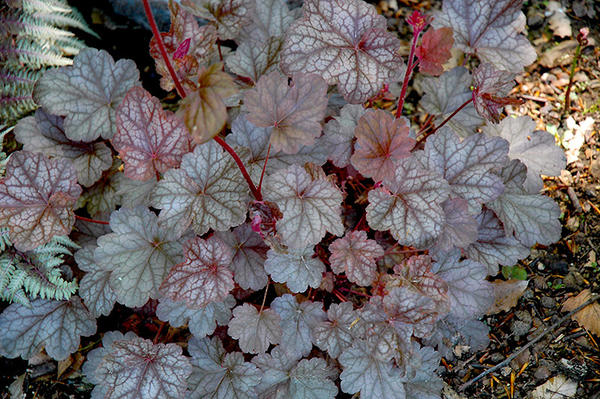 heuchera in un'aiuola