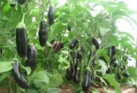 Καλλιεργούνται σε θερμοκήπιο