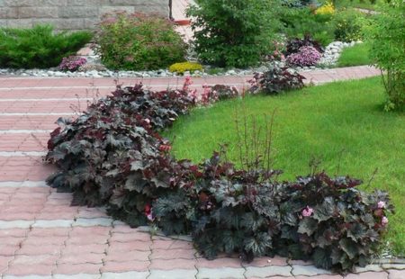 confine di heuchera