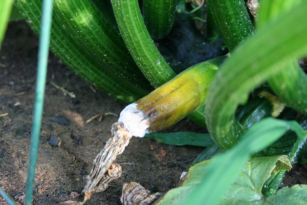 Die Zucchini verrottet im Garten