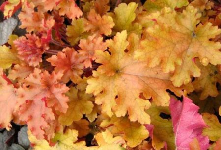 caramello heuchera