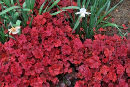heuchera cherry cola