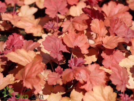 heuchera cherry cola
