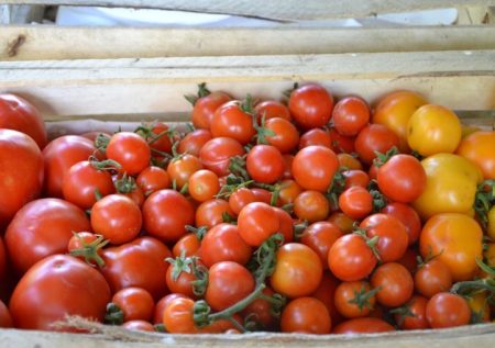 Tomatenernte