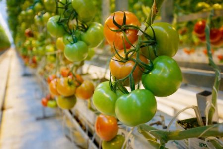 Tomaten im Gewächshaus