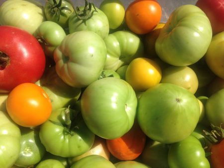 Reife Tomaten
