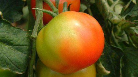 Tomatenreifung