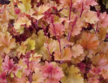 Marmellata di Heuchera