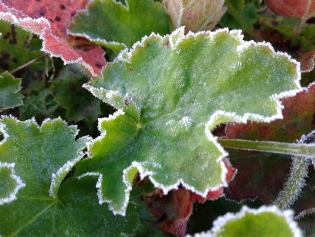 Heuchera cylindrica