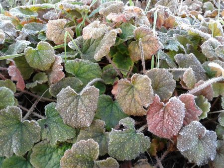 Heuchera cylindrica