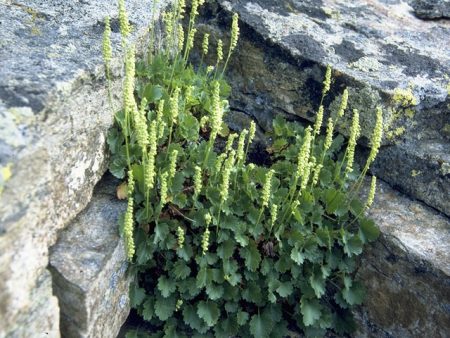 Heuchera cylindrica