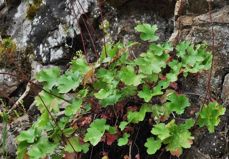 Heuchera a foglie di uva spina