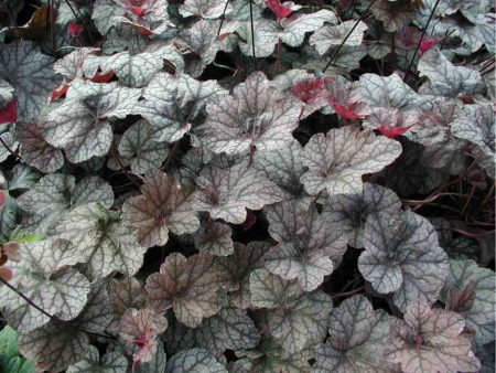 Heuchera ibrido