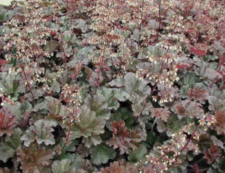 Heuchera ibrido