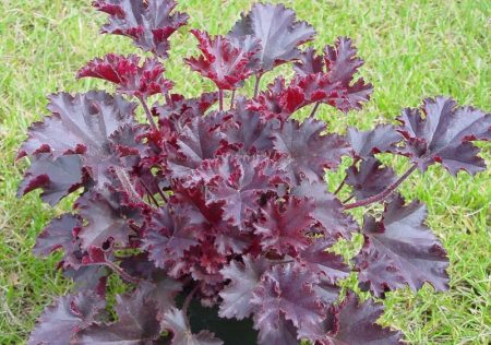 Heuchera ibrido