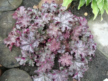 Heuchera ibrido