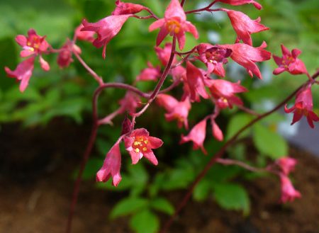 heuchera rosso sangue