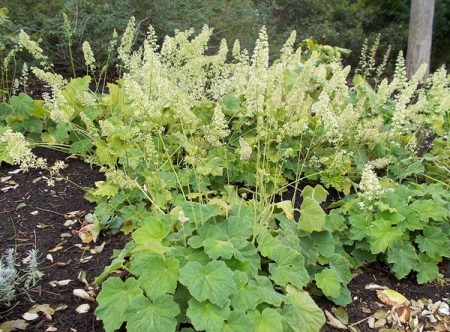Heuchera pilosa