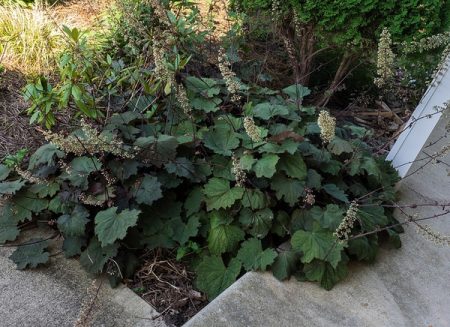 Heuchera pilosa
