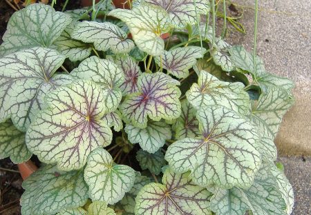 Heuchera americana