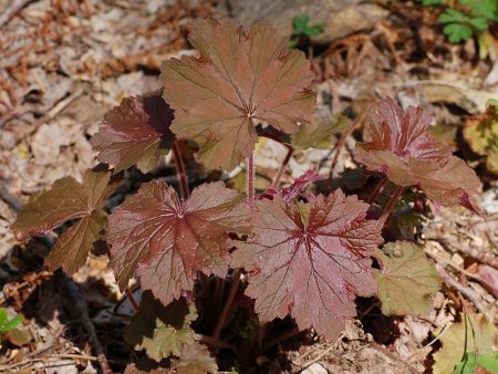 Heuchera pilosa