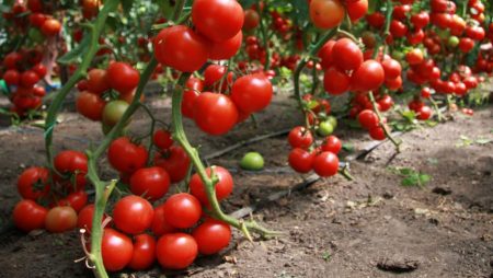 Tomatensträucher