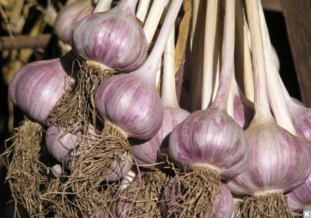 Knoblauch
