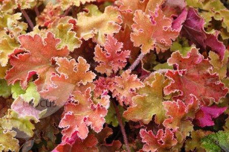 Marmellata di Heuchera