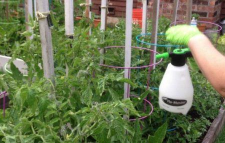 transformation des tomates