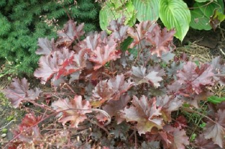 Castello viola di Heuchera