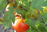 Pomodori nell'orto