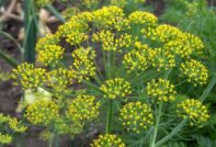 Dill-Regenschirm