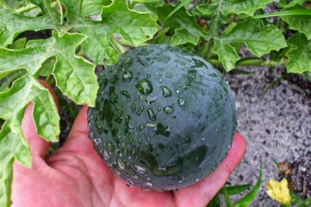 Wassermelone im Garten