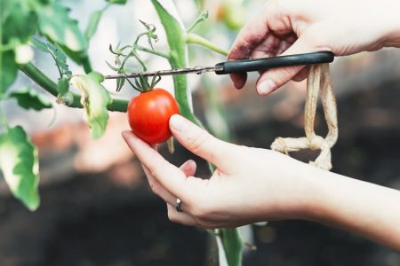 Eine Tomate schneiden