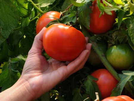 Große Tomate