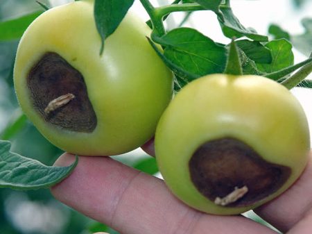 Tomatenfäule