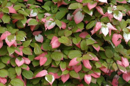 Actinidia kolomikta