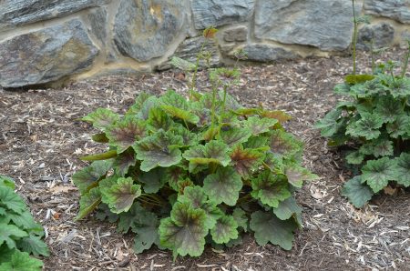 Heuchera americana