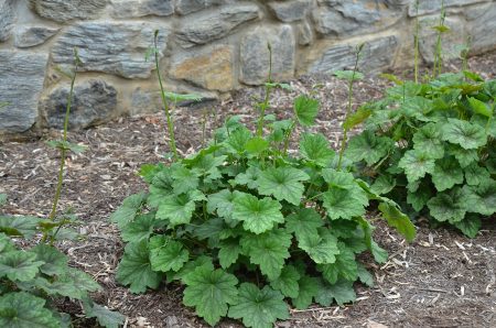 Heuchera americana