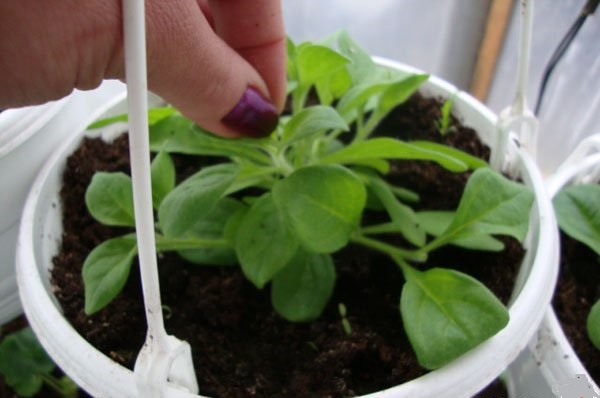 pétunia ample