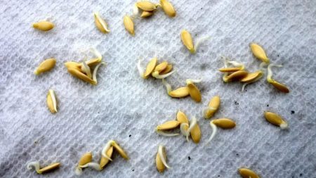 Graines de concombre en germination