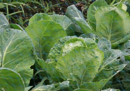 Anwendung für Kohl