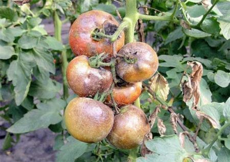 Betroffene Tomaten
