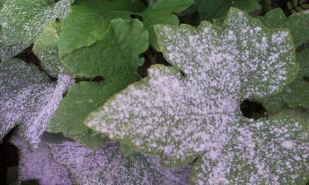 feuilles de concombre blanc